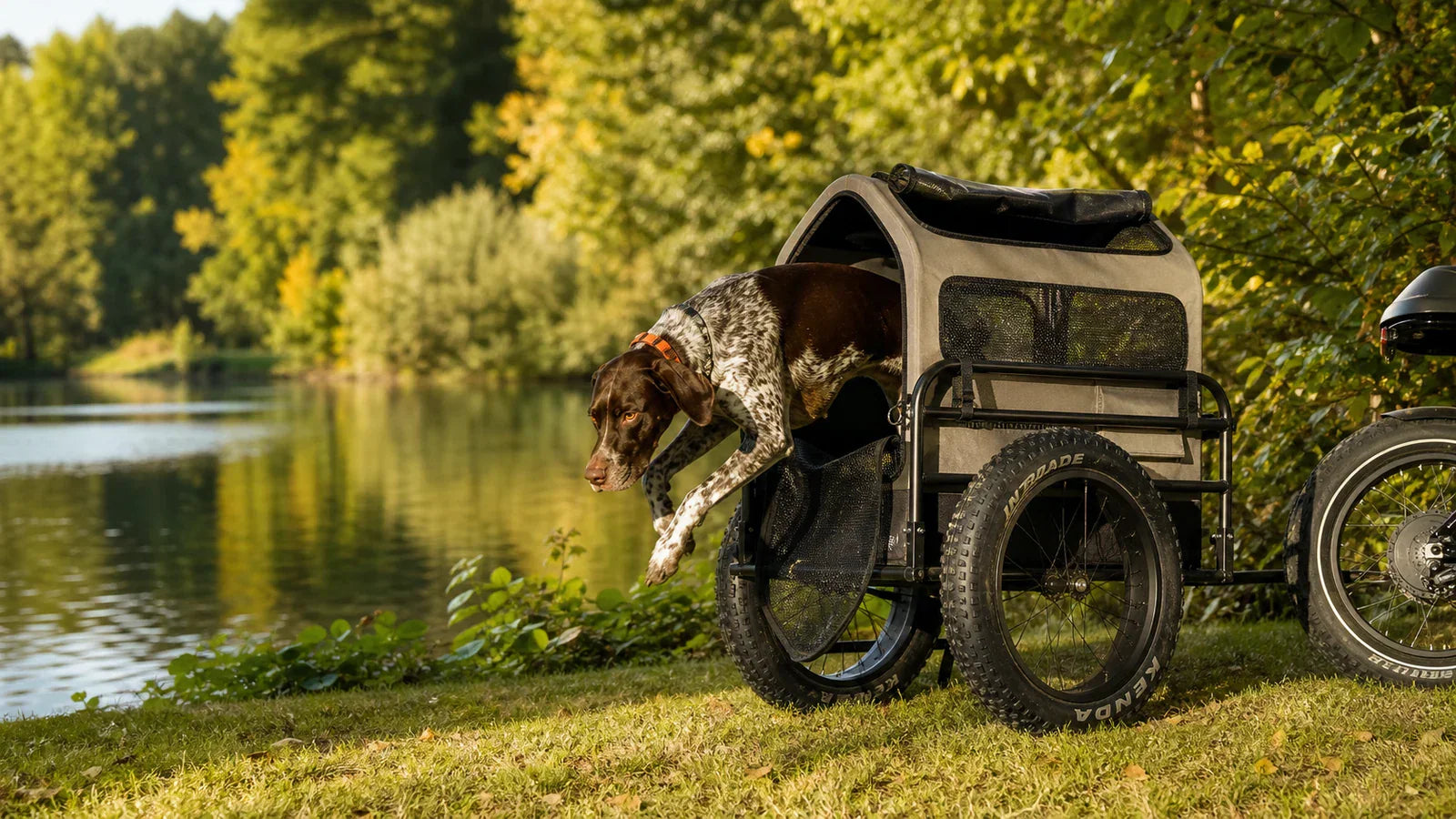 Dog stepping out of an Ariel Rider e-bike trailer beside a lake
